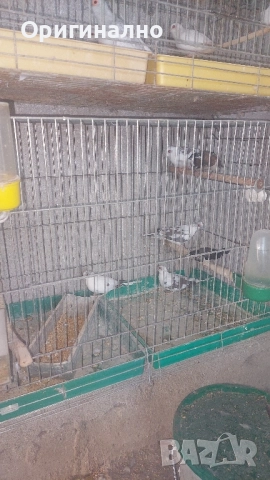 Шарени Диамантени гугутки , снимка 4 - други­ - 52423878