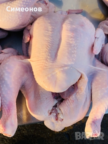 Пилета,петлета, снимка 6 - Кокошки и пуйки - 52852562