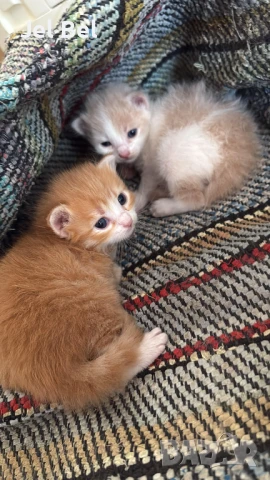 Ангорско Коте с Хигиенни Навици и Доставка до Вашия Град, снимка 4 - Ангорски - 49781355