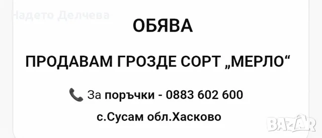 Продавам Грозде сорт Мерло 