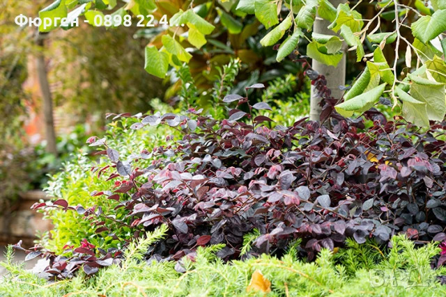 Лоропеталум/ Loropetalum - червен, снимка 4 - Разсади - 50963920