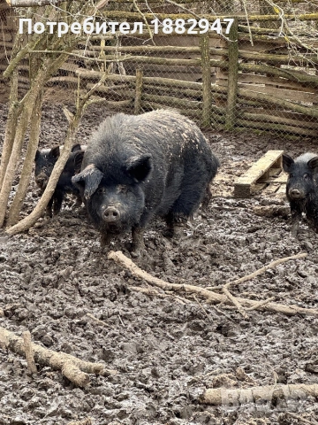 Divo prase, снимка 2 - Прасета - 53769006