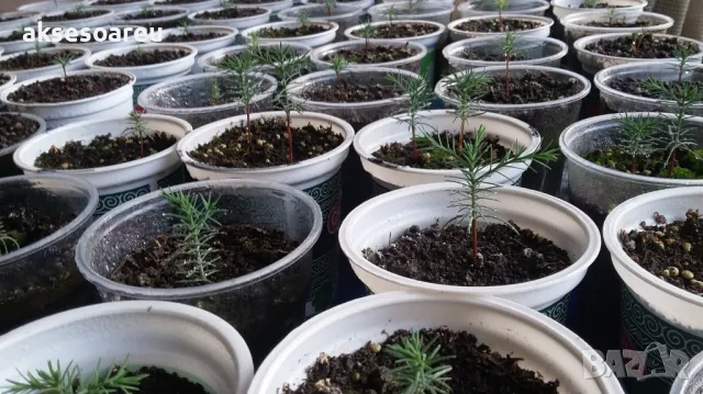 Нови качествени 15 семена от гигантска секвоя мамутово дърво sequoiadendron giganteum за декорация, снимка 15 - Сортови семена и луковици - 50223094