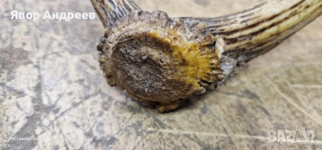 еленови рога, снимка 6 - Декорация за дома - 53062639