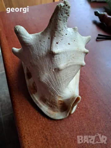 голям морски охлюв раковина