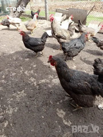 Продавам разплодни яйца за люпене  Супер харко и Шведска шарена носачка, снимка 3 - Кокошки и пуйки - 49613983