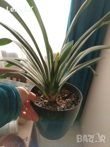 жълта Кливия, снимка 3 - Стайни растения - 53844781