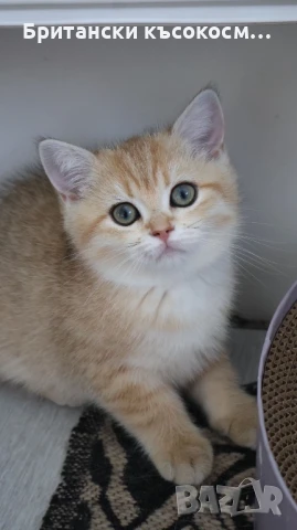 Британски късокосмести златни чинчили, снимка 1