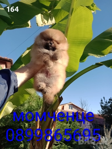 Мъжки Померан на 3 месеца . , снимка 6 - Померан - 52745286