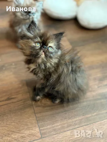 Персийски котенца 