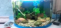 Аквариум оборудван, снимка 1