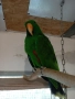 Мъжки папагал еклектус, снимка 3