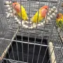 Продавам папагали , снимка 2