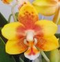Ароматна орхидея фаленопсис Yellow chocolate, снимка 1 - Стайни растения - 42155303