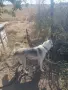 Западно сибирска Лайка, снимка 11