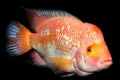 Amphilophus citrinelus, снимка 2