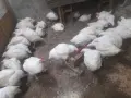 Кокошки                    ., снимка 8
