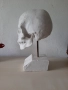Модел на гипсов череп в реален размер, снимка 3