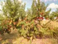 Продавам български праскови, снимка 4