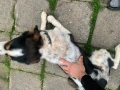 Смеска с бретон шпанйол и гонче , снимка 4