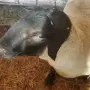 Продавам мъжки Суфолк , снимка 3