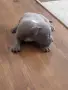 Топ Американско були покет American bully , снимка 8