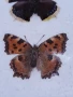 Пеперуди. Препарирани. Рамка. Естествени. Пеперуда , снимка 4