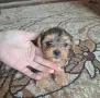 Йоркита 2 женски и 1мъжко, снимка 3