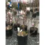 Магнолия Галакси Magnolia soulangeana Galaxy, снимка 2