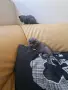 Шотландска клепоуха котка, снимка 5