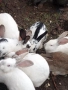 Бели зайци , снимка 3