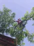 кастрим и оформяме дървете, режем опасни дървета арборист, снимка 5