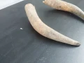 Чифт биволски рога , снимка 2