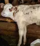 бозайници и отбити телета , снимка 9