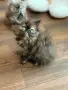 Персийски котенца , снимка 1