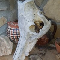 Стар череп от глиган, снимка 3 - Други ценни предмети - 44339783