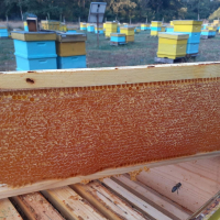 Пчелен мед, снимка 4 - Пчелни продукти - 44651627