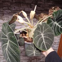 Цъфнала Alocasia Black Velvet , снимка 3 - Стайни растения - 44200114