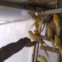 Продавам пойни папагали, снимка 11 - Папагали - 42618106