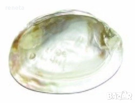 Перлена мида, Естествени, С образования перли, 15 см, снимка 1