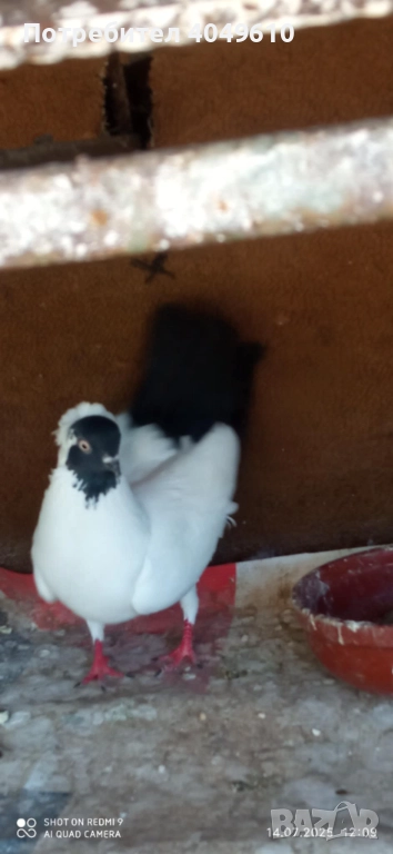 Женска монахиня, снимка 1