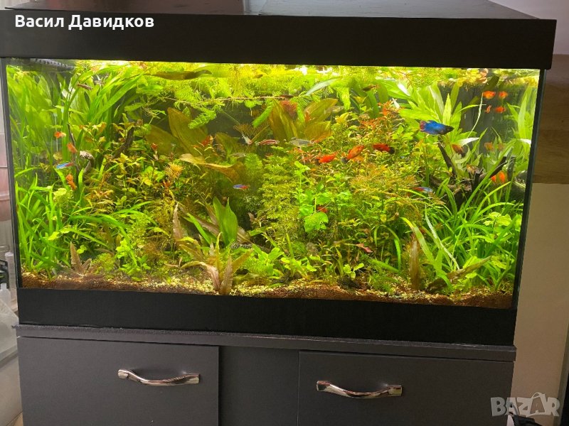 Растения за аквариум и езеро , имам излишни стартирани аквариуми., снимка 1