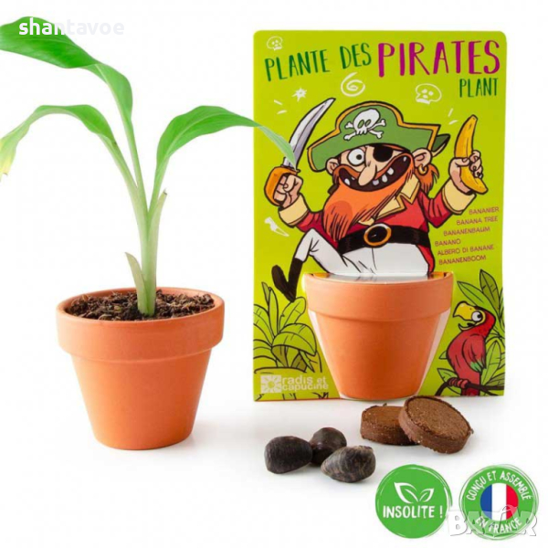 Бананово дърво в саксийка с луковици и пръст, снимка 1