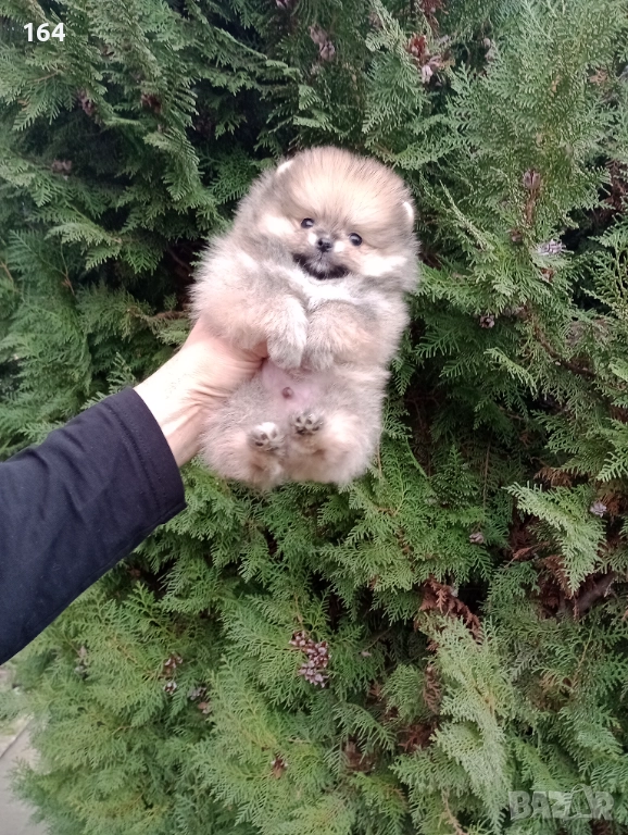 Миниатюрен мъжки Померан. Реални снимки !!!​ , снимка 1