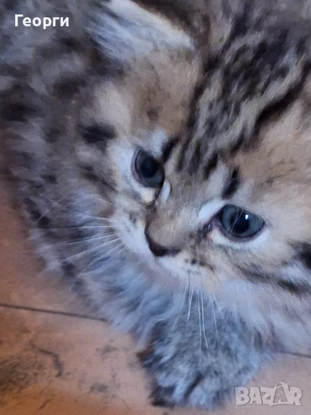 Британски късокосмести., снимка 1