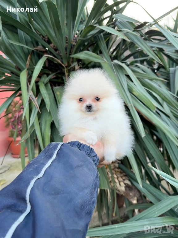 Померан мини момиче със втора ваксина, снимка 1