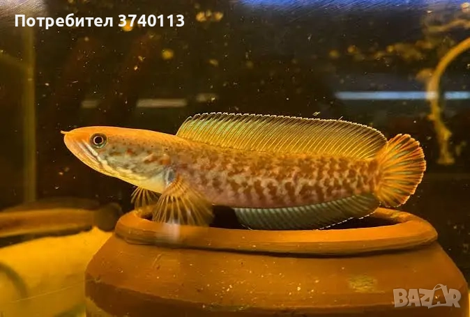 Channa andrao, снимка 1