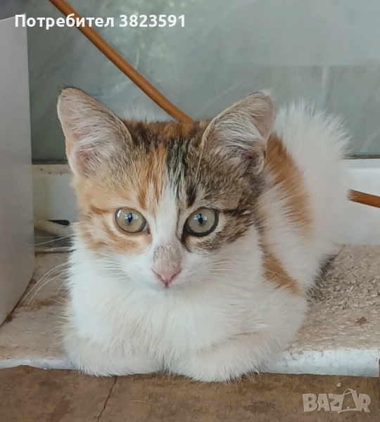 Подаряваме женско котенце на 4 месеца с паспорт и обезпаразитена, снимка 1