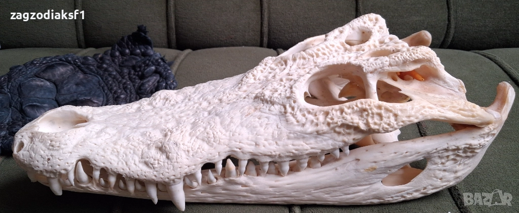 Челюст от Крокодил и Крокодилска кожа, снимка 1