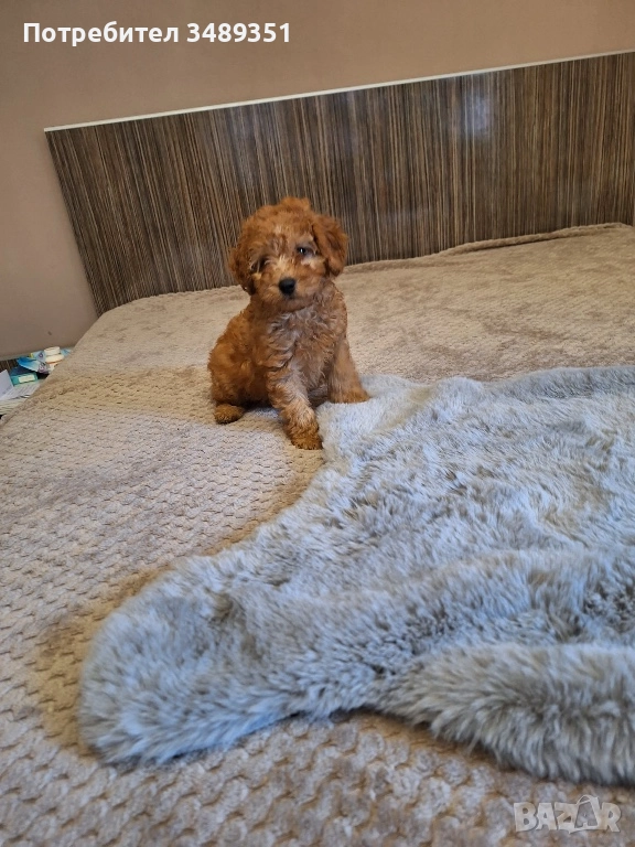 Мини Пудел , снимка 1